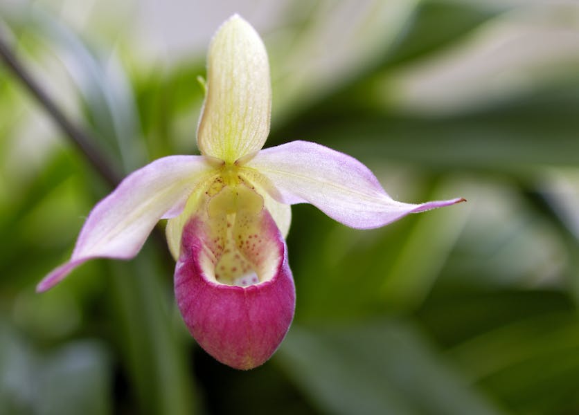 The Minnesota State Flower Is a Spectacular Terrestrial Orchid That You Can Easily Plant in Your Garden