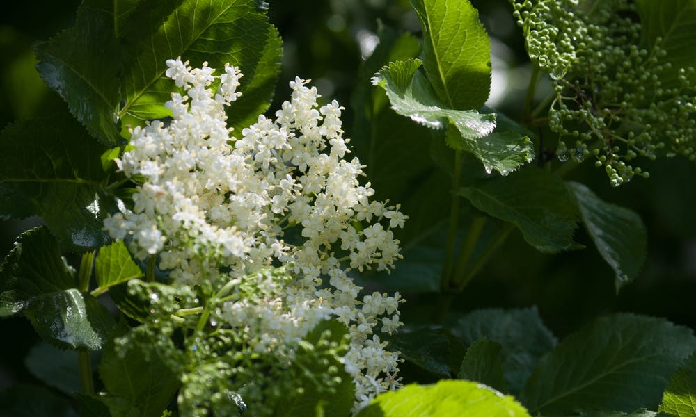 Elder Flower: The Tasty Bloom Banner