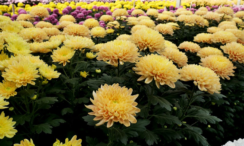 Chrysanthemum: Welcome the Holiday Season with this Beautiful November Flower Banner
