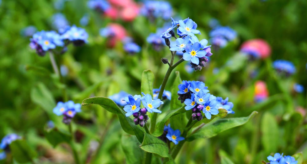 The Best Little Flower Options for Gardening