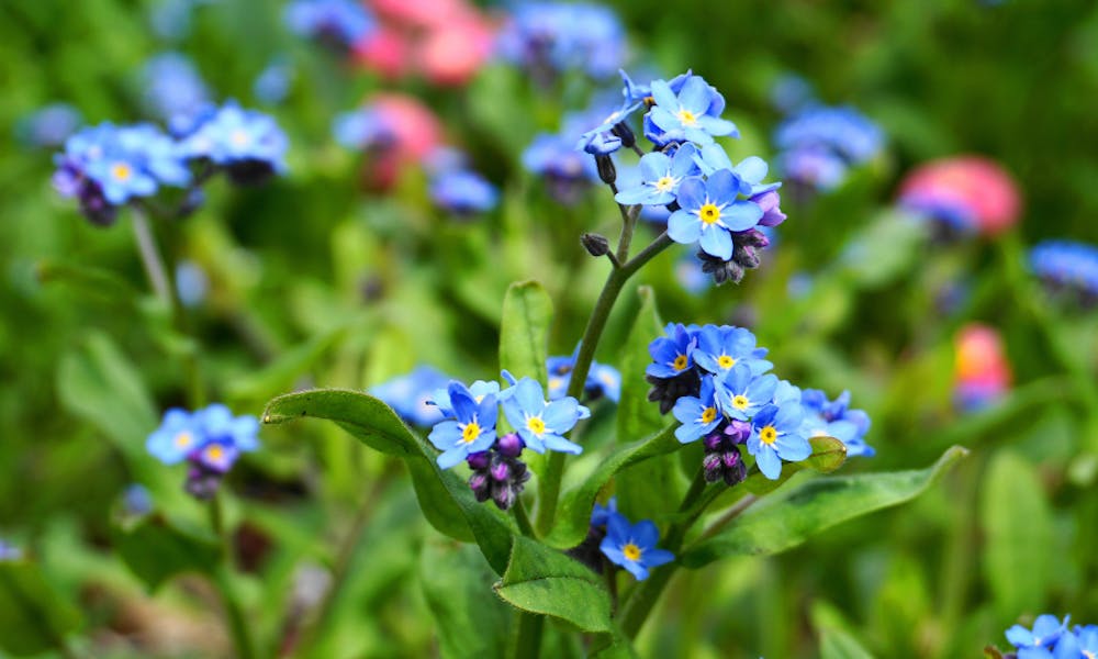 The Best Little Flower Options for Gardening Banner