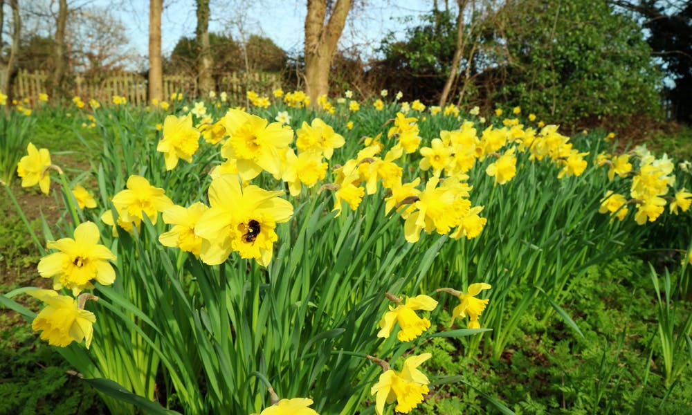 Glorious Daffodil: The Beautiful March Flower Banner