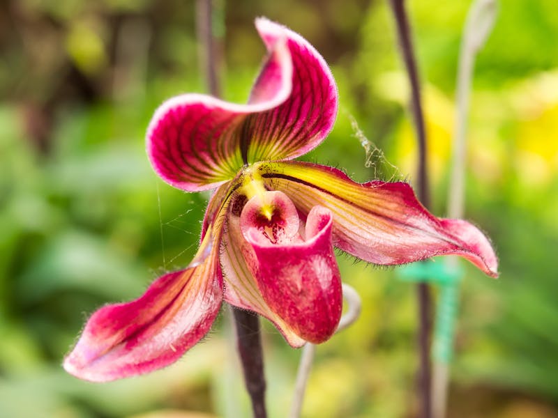 The Lady Slipper Flower Adds More Colors And Brightness To Your Garden