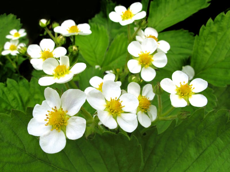 Strawberry Flowers meaning: beauty and joy