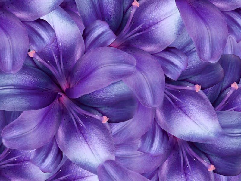 Different Kinds of Purple Flower Names to Put Into Your Garden