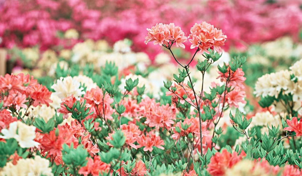 Enjoy the Beautiful Rhododendron Flower in Your Home’s Garden