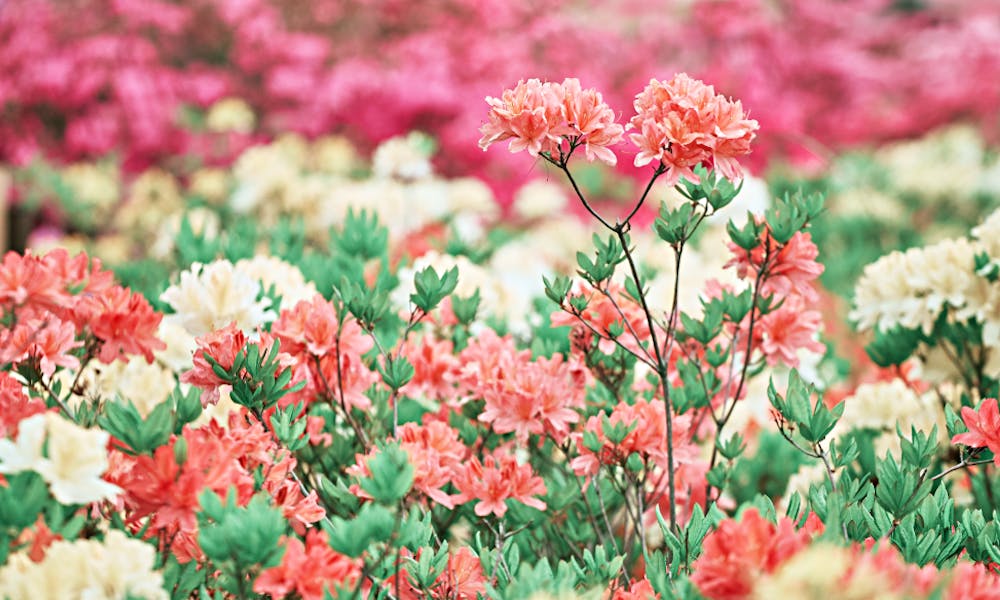 Genießen Sie die wunderschöne Rhododendronblüte in Ihrem Gartenbanner