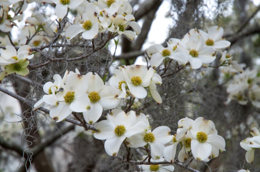 The North Carolina State Flower Is a Decorative Plant That Deserve a Place in Every Garden