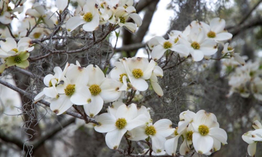 The North Carolina State Flower Is a Decorative Plant That Deserve a Place in Every Garden Banner