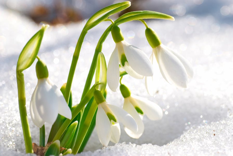 The Snowdrop, the January Flower, Symbolizes Consolation, Purity and Innocence