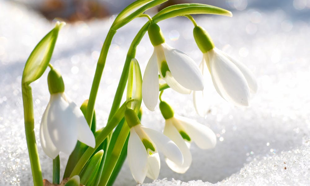 The Snowdrop, the January Flower, Symbolizes Consolation, Purity and Innocence Banner