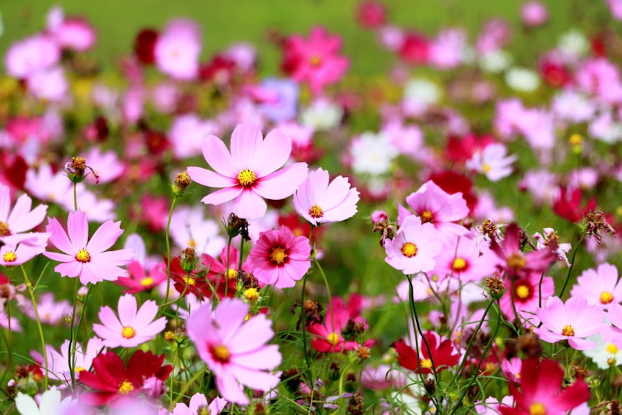 Cosmos Flower: The Flower Anyone Can Grow