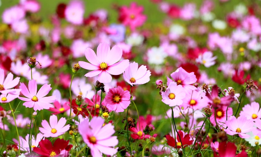 Cosmos Flower: The Flower Anyone Can Grow Banner