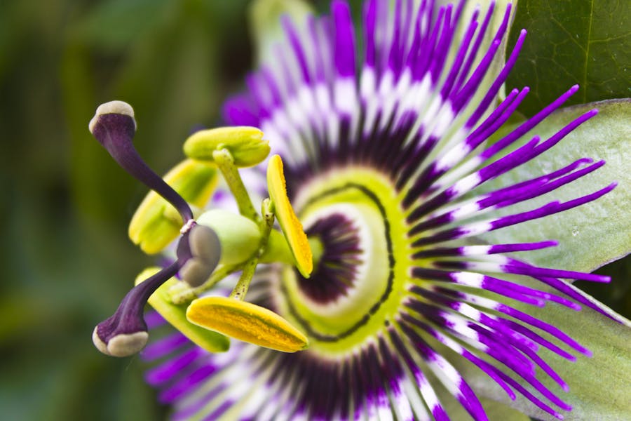 The Purple Passion Flower Offers Magnificent and Brightly Colored Flowers