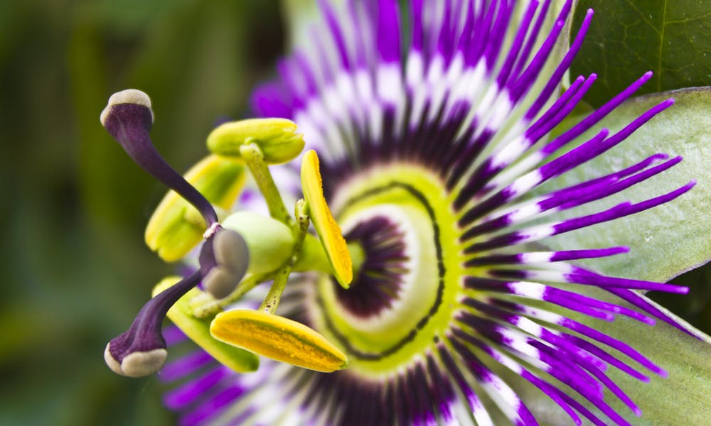 The Purple Passion Flower Offers Magnificent and Brightly Colored Flowers Banner