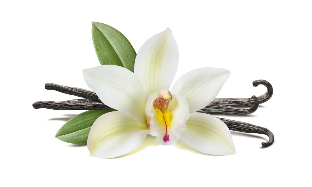 The Vanilla Flower: They Require Investment but It’s Worth It Banner