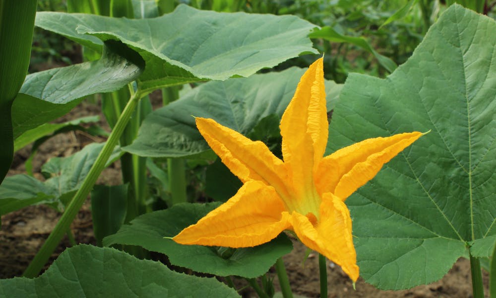 Pumpkin Flower: Everything You Need to Know About Banner