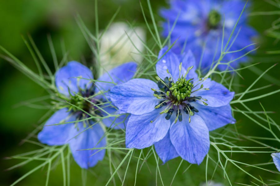 The Nigella Flower Is an Annual Ornamental Plant That Offers Beautiful Colors and Brings a Refined Flowering