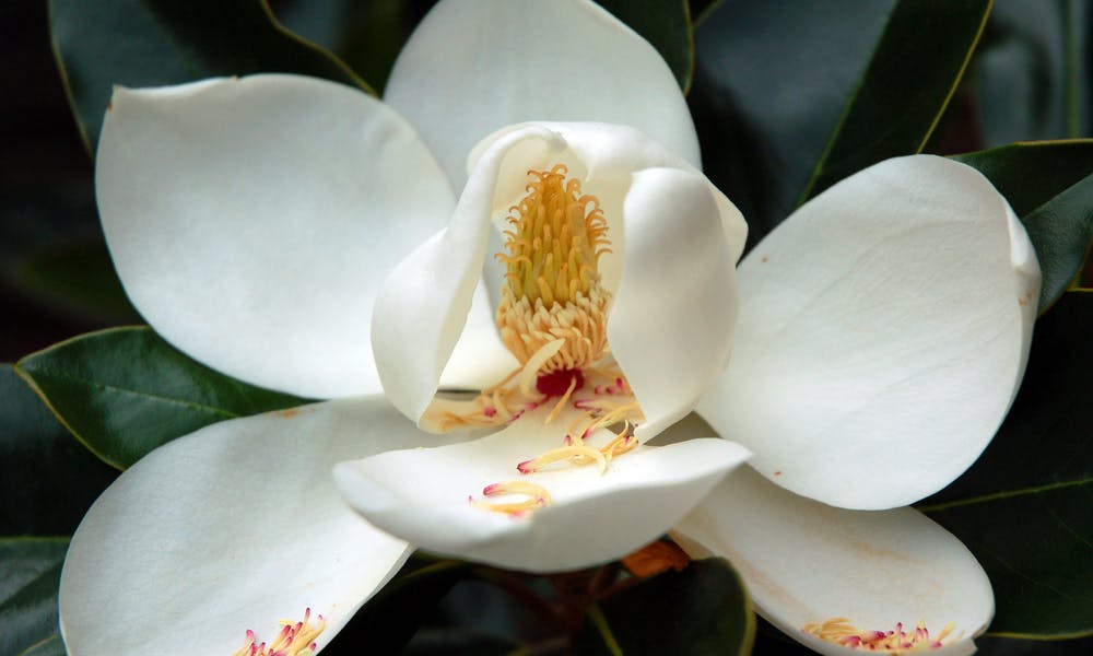 Louisiana State Flower: Magnolia Is the Symbol of Strength Banner