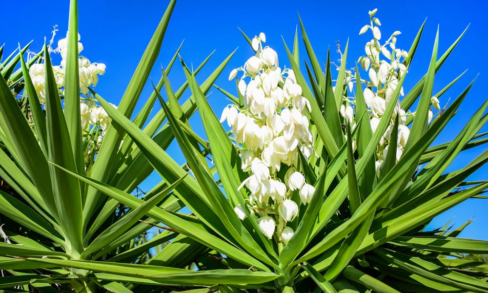 Yucca Flower Is The New Mexico State Flower Banner