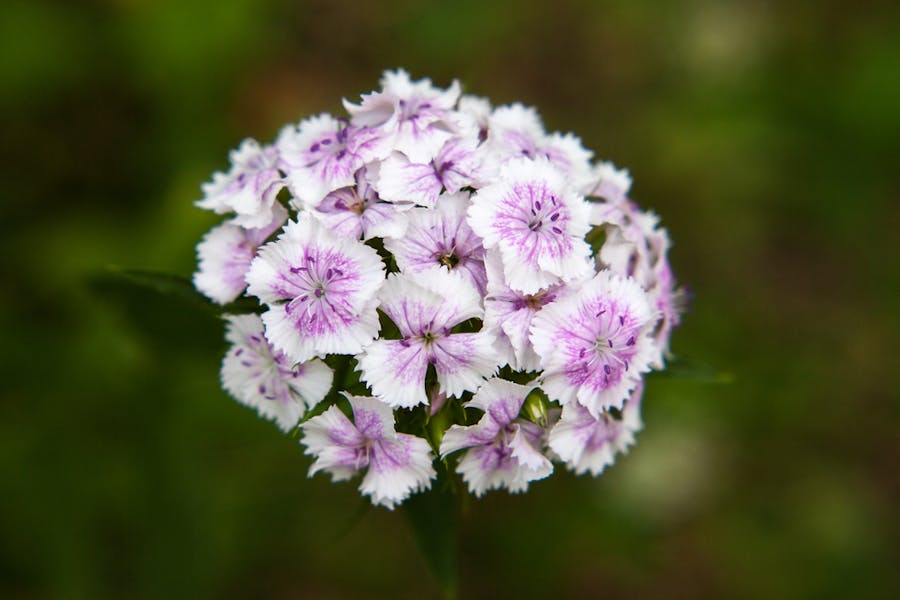 Sweet William Flower: a Royal Touch for Your Garden