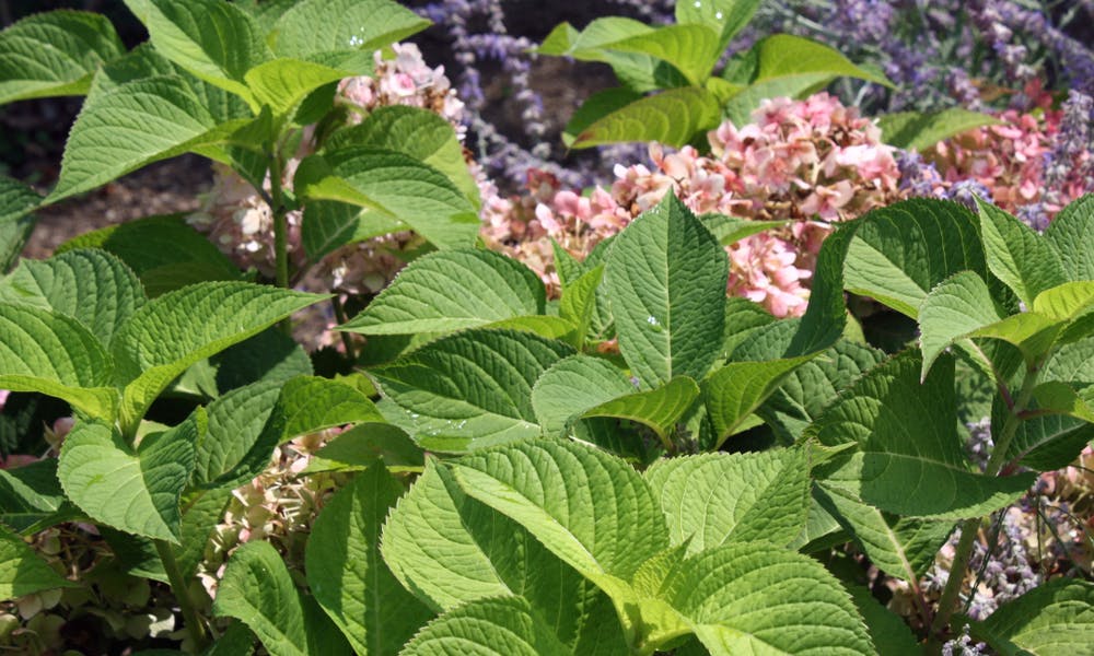 Massachusetts State Flower: Mayflower a Disappearing Beauty Banner