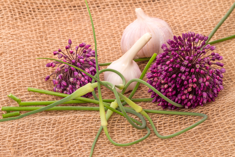 Garlic flowers discount