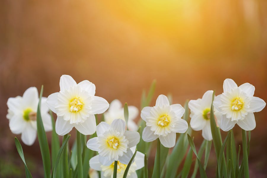 The Jonquil Flower Is Ideal In Borders, Flowerbeds, and Brings Cheerfulness and Light to Gardens