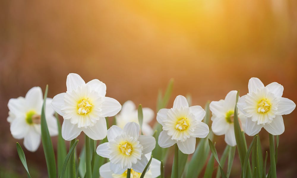 The Jonquil Flower Is Ideal In Borders, Flowerbeds, and Brings Cheerfulness and Light to Gardens Banner