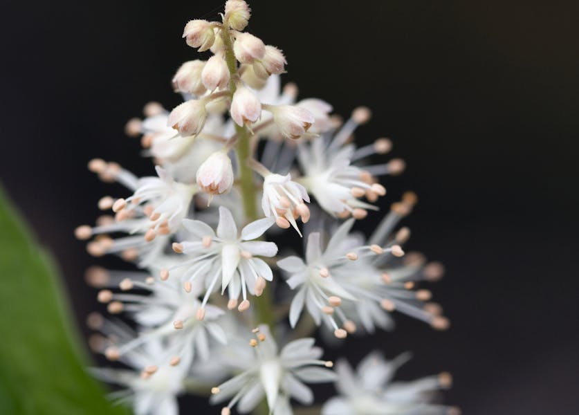 The Foam Flower, A Fragile Beauty