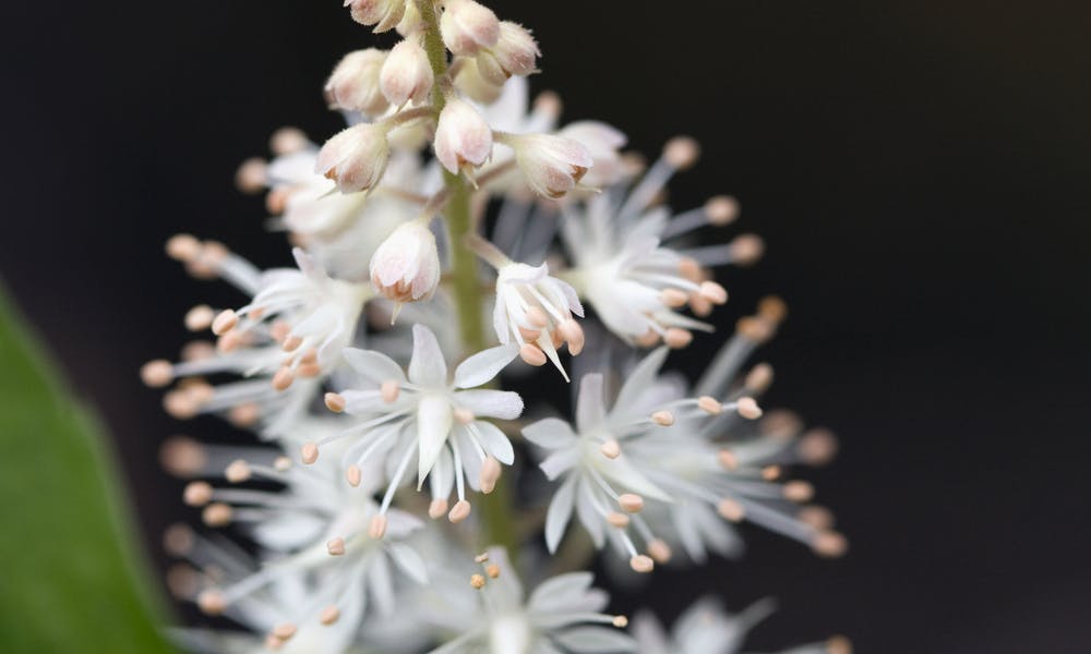 The Foam Flower, A Fragile Beauty Banner