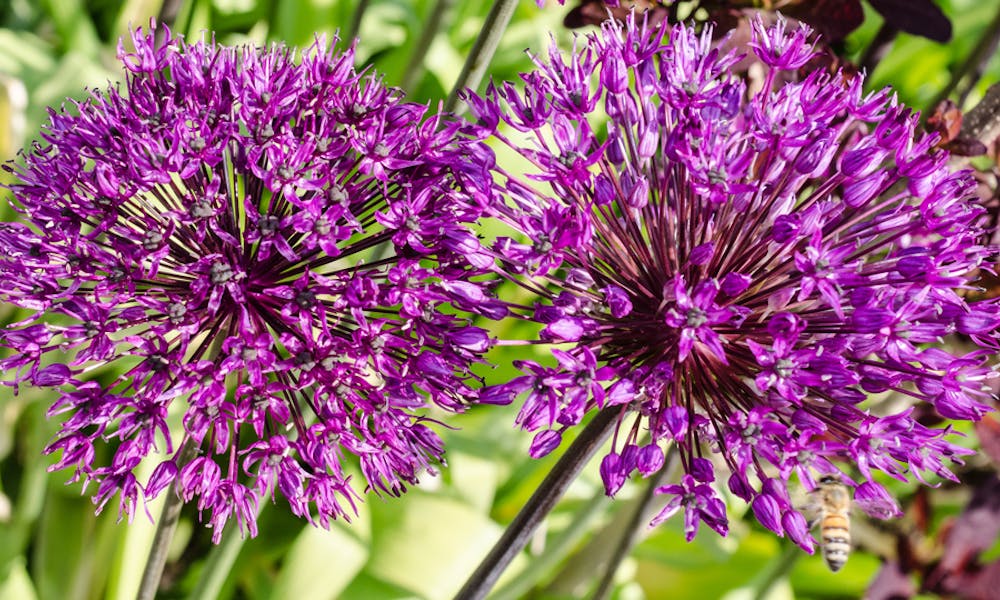 The Onion Flower: The Secret Beauty Banner
