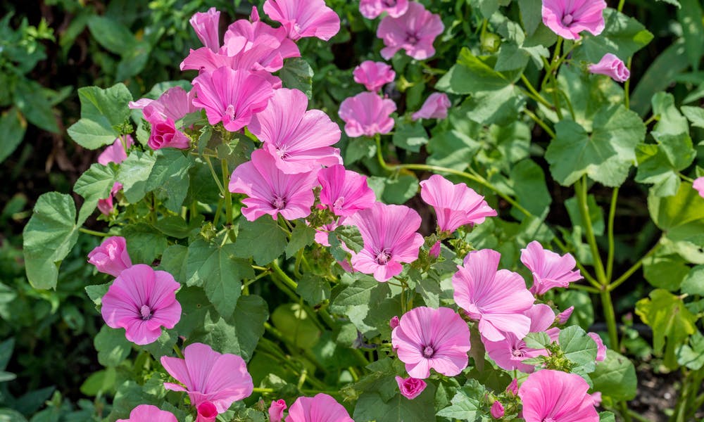 Mallow Flower: An Attractive Medicinal Powerhouse Banner