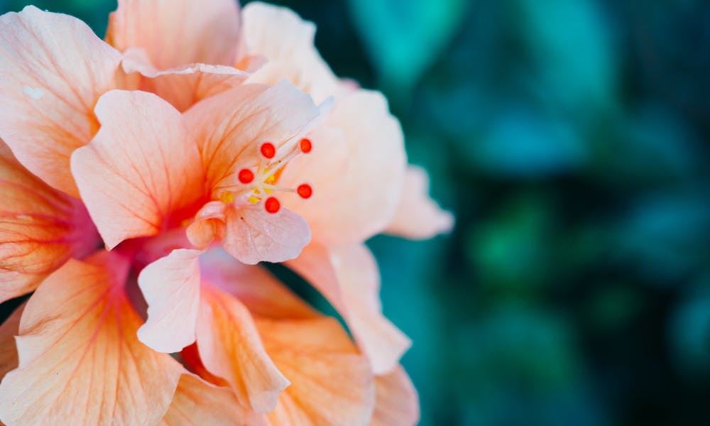 Hawaii Flower: The Hidden Treasure Banner