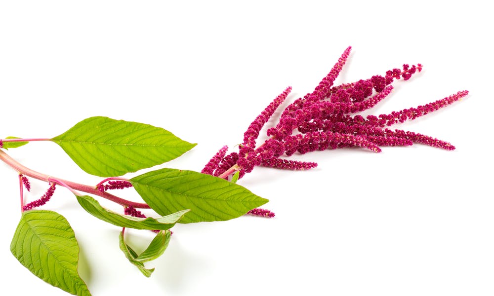 Flor de Amaranto: Uma Beleza Vermelha para Enriquecer Sua Vida Banner