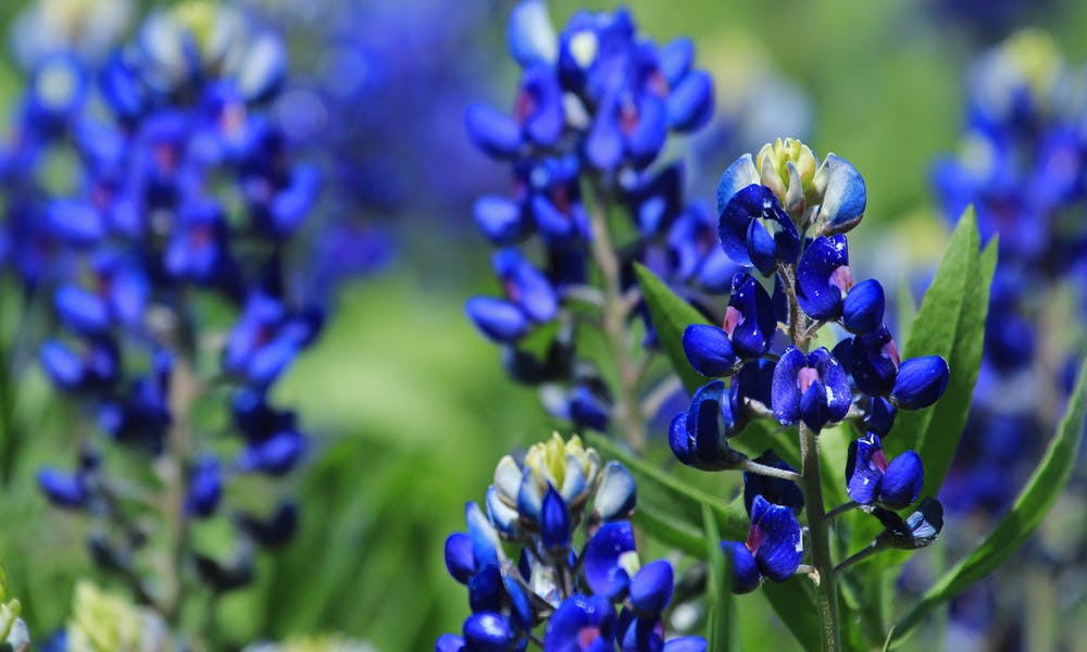 Bluebonnet Flower: A Gorgeous Bloom to Add to Your Home’s Garden Banner