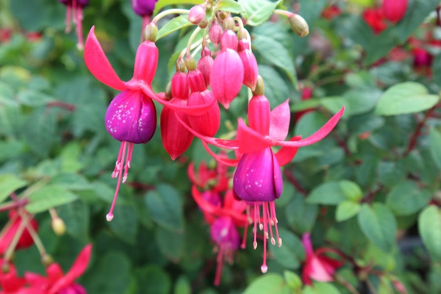 Fuchsia Flower: From Origins to How to Make It Bloom