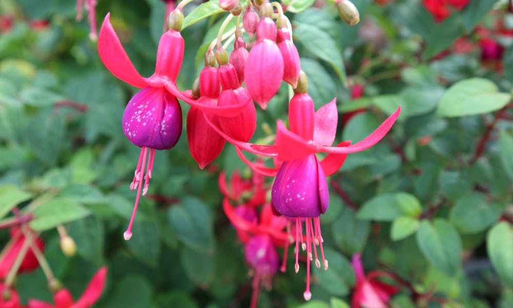 Fuchsia Flower: From Origins to How to Make It Bloom Banner