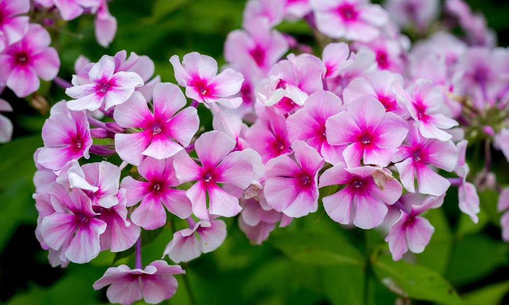 The Phlox Flower Offers Beautiful Flowering Throughout Summer Banner