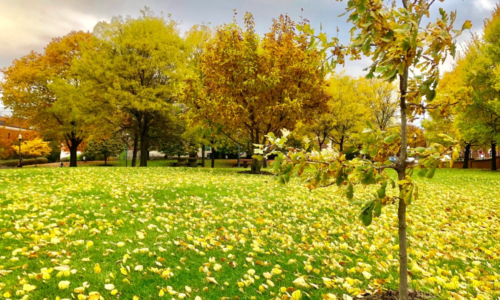 Ohio State Flower: A Rich History and Symbolism Banner
