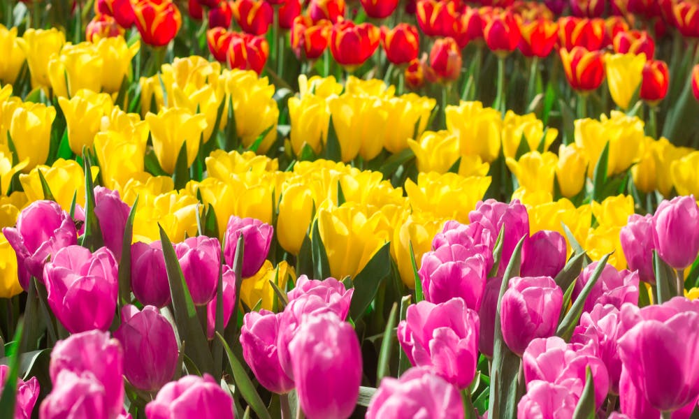 Tulip Meaning – Choose The Best Colorful Tulips To Share Your Happiness With Your Loved Ones Banner