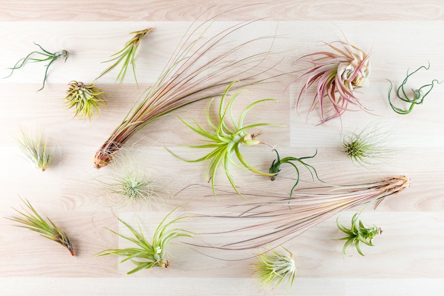 What You Should Know About Growing Different Types of Air Plants