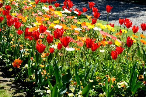 Tulip Meaning – Choose The Best Colorful Tulips To Share Your Happiness With Your Loved Ones