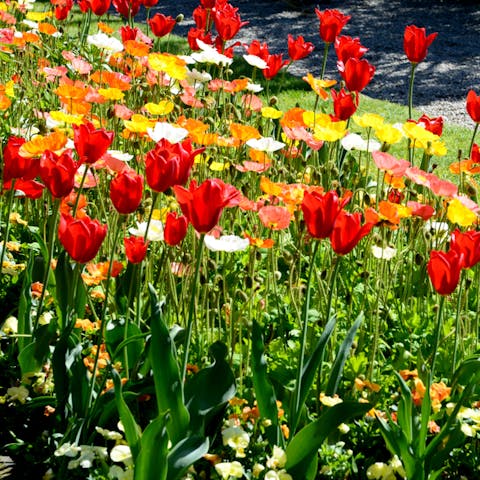 Tulip Meaning – Choose The Best Colorful Tulips To Share Your Happiness With Your Loved Ones