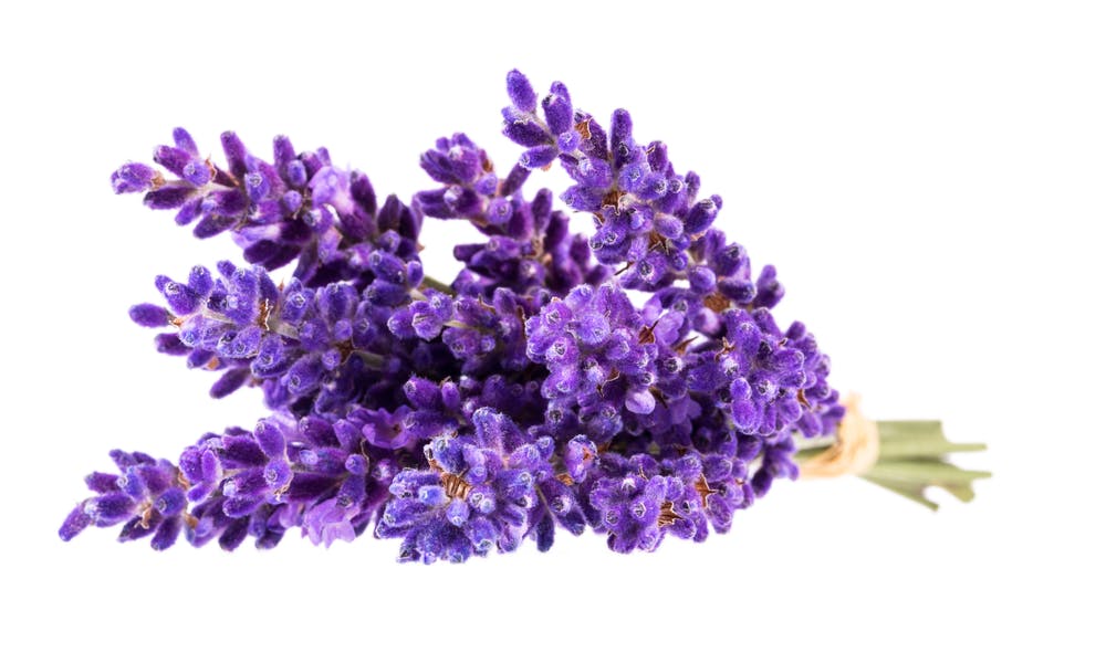 Banner zum Senden von Blumen an ein Krankenhaus