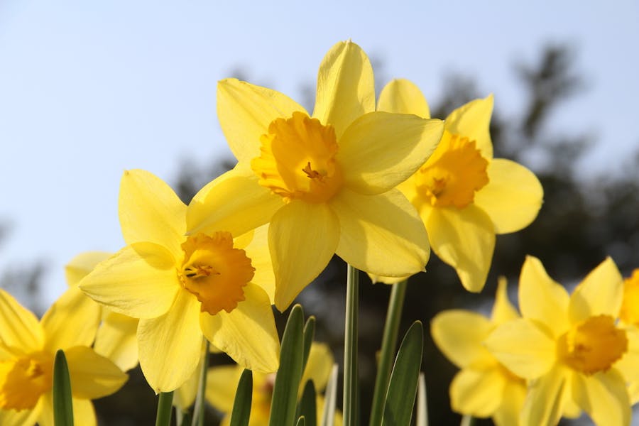 Choose the Beautiful Daffodil Flower to Celebrate in December