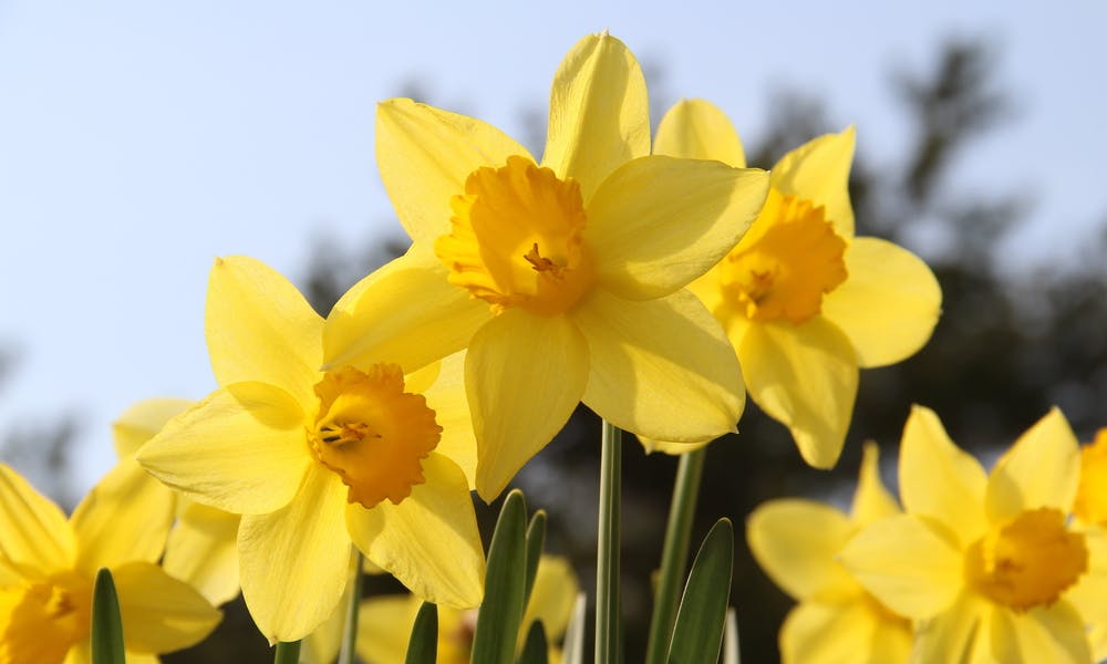 Choose the Beautiful Daffodil Flower to Celebrate in December Banner