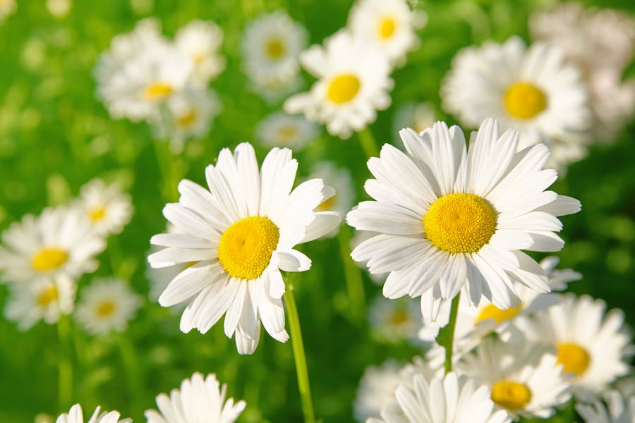 Daisy flower meaning: The Secret Message It Conveys