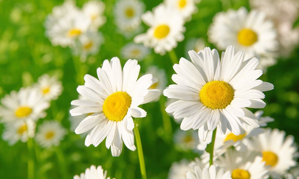Daisy flower meaning: The Secret Message It Conveys Banner