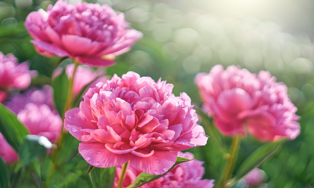 Peony: the Imperial Flower Banner